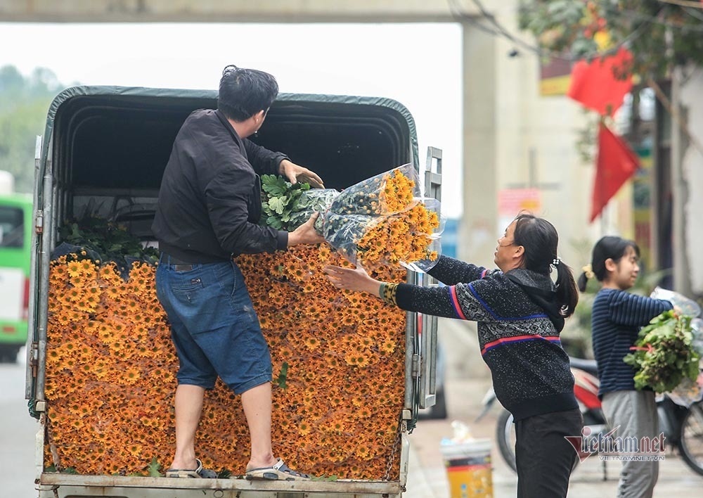 hanoi flower growers cry out as tet draws near picture 7