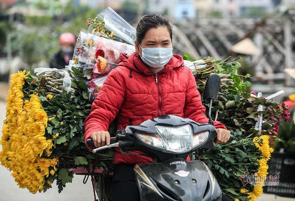 hanoi flower growers cry out as tet draws near picture 8