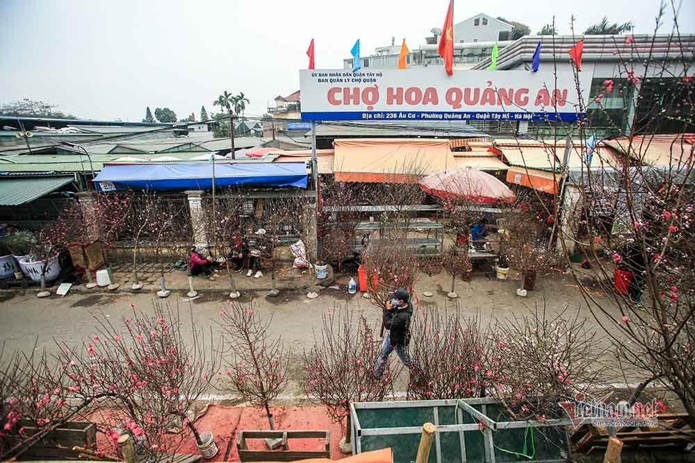 hanoi flower growers cry out as tet draws near picture 9