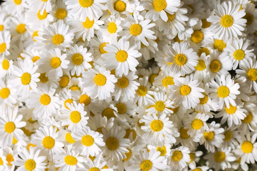 Hoa cúc: Cái tên của loài hoa này xuất phát từ một từ tiếng Anh cổ 