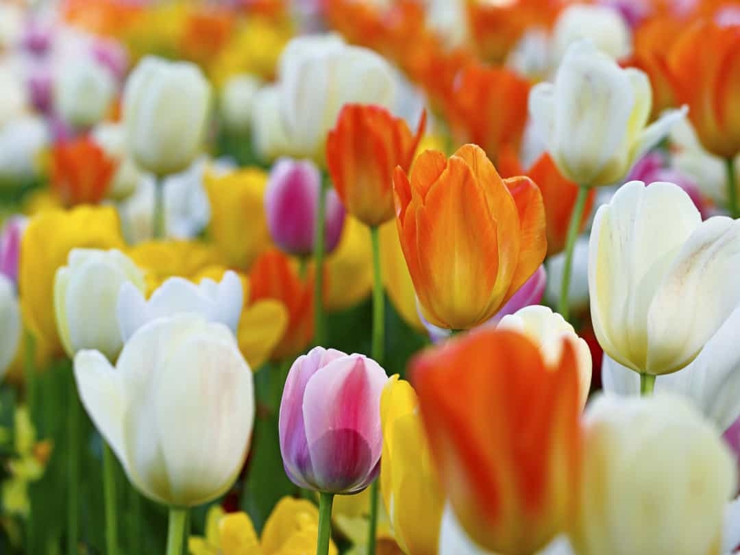 Tulip: Biểu tượng cho danh tiếng và tình yêu hoàn hảo, hoa tulip lần đầu tiên được trồng ở Ba Tư và Thổ Nhĩ Kỳ. Hiện chưa rõ nguồn gốc của cái tên này mặc dù người Ba Tư thường đội những chiếc khăn có hình hoa tulip và người Thổ Nhĩ Kỳ coi loài hoa này có ý nghĩa như thiên đường trên mặt đất.