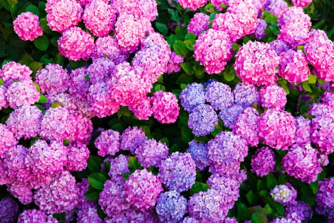 Cẩm tú cầu: Loài hoa này có nguồn gốc từ Nhật Bản nhưng cái tên của nó (Hydrangea) xuất phát từ Hy Lạp với 