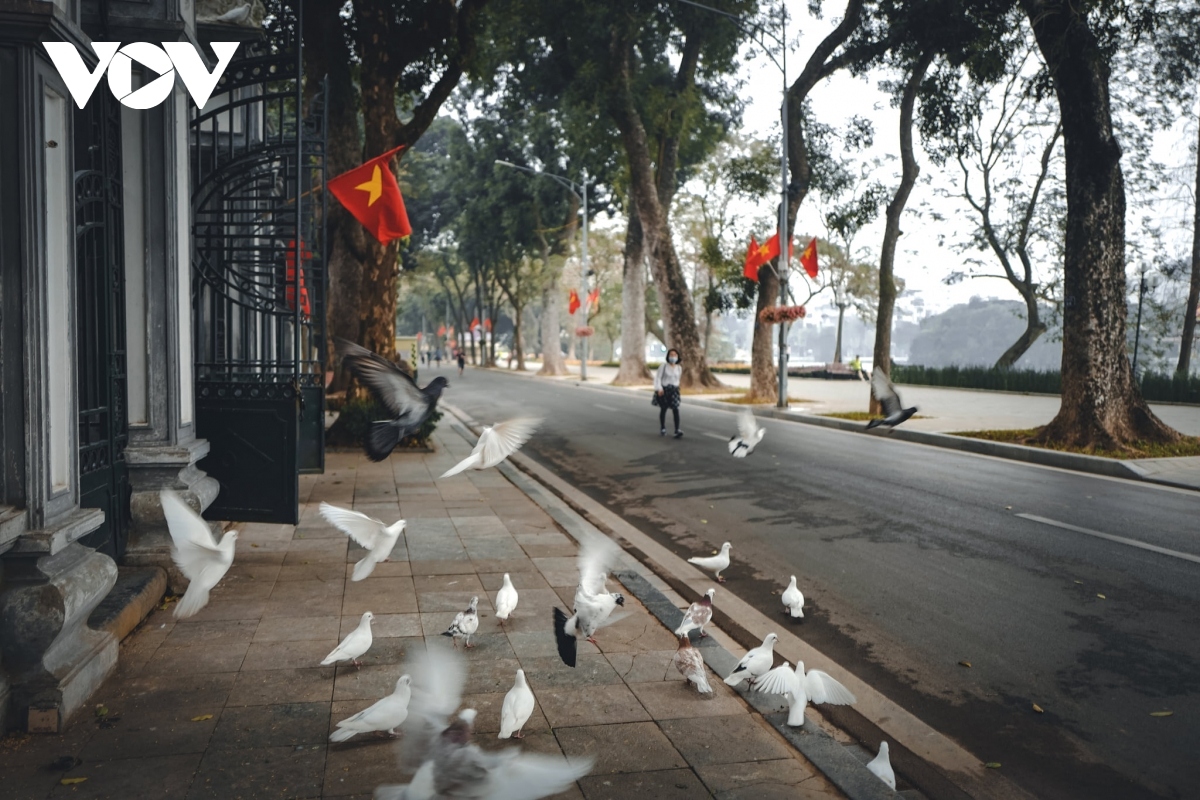 hanoi capital appears peaceful in build up to tet picture 12