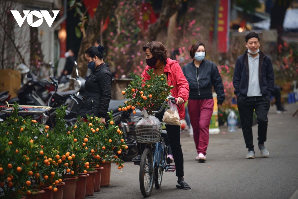 hanoi adorned with colourful peach flowers, kumquat trees ahead of tet picture 13