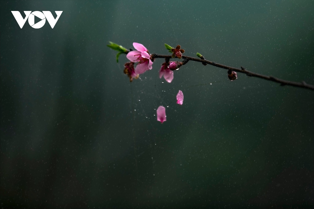 hanoi adorned with colourful peach flowers, kumquat trees ahead of tet picture 14