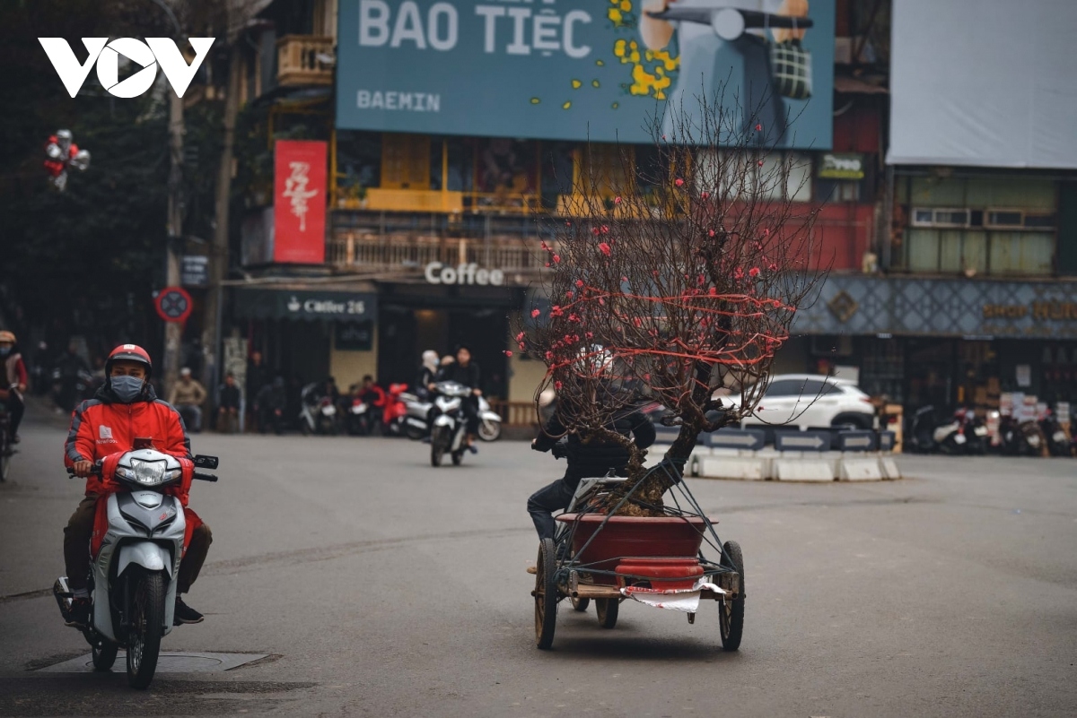 hanoi adorned with colourful peach flowers, kumquat trees ahead of tet picture 3