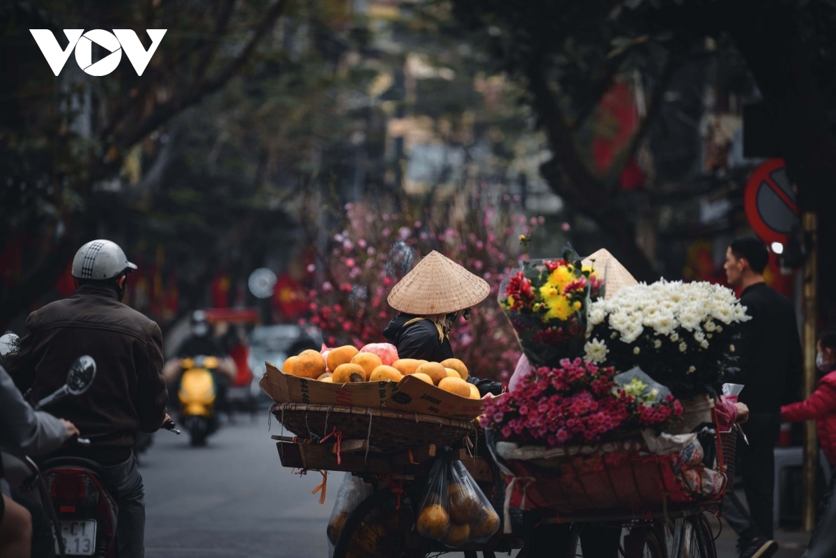 hanoi adorned with colourful peach flowers, kumquat trees ahead of tet picture 4