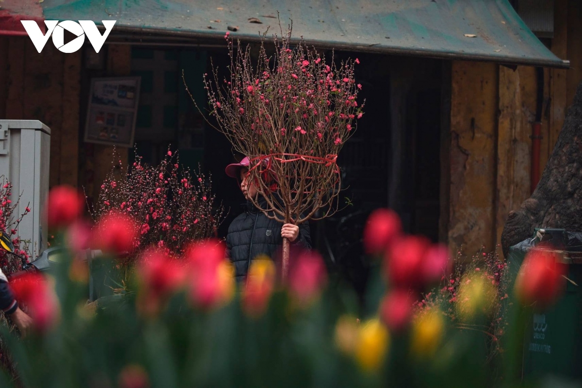 hanoi adorned with colourful peach flowers, kumquat trees ahead of tet picture 7