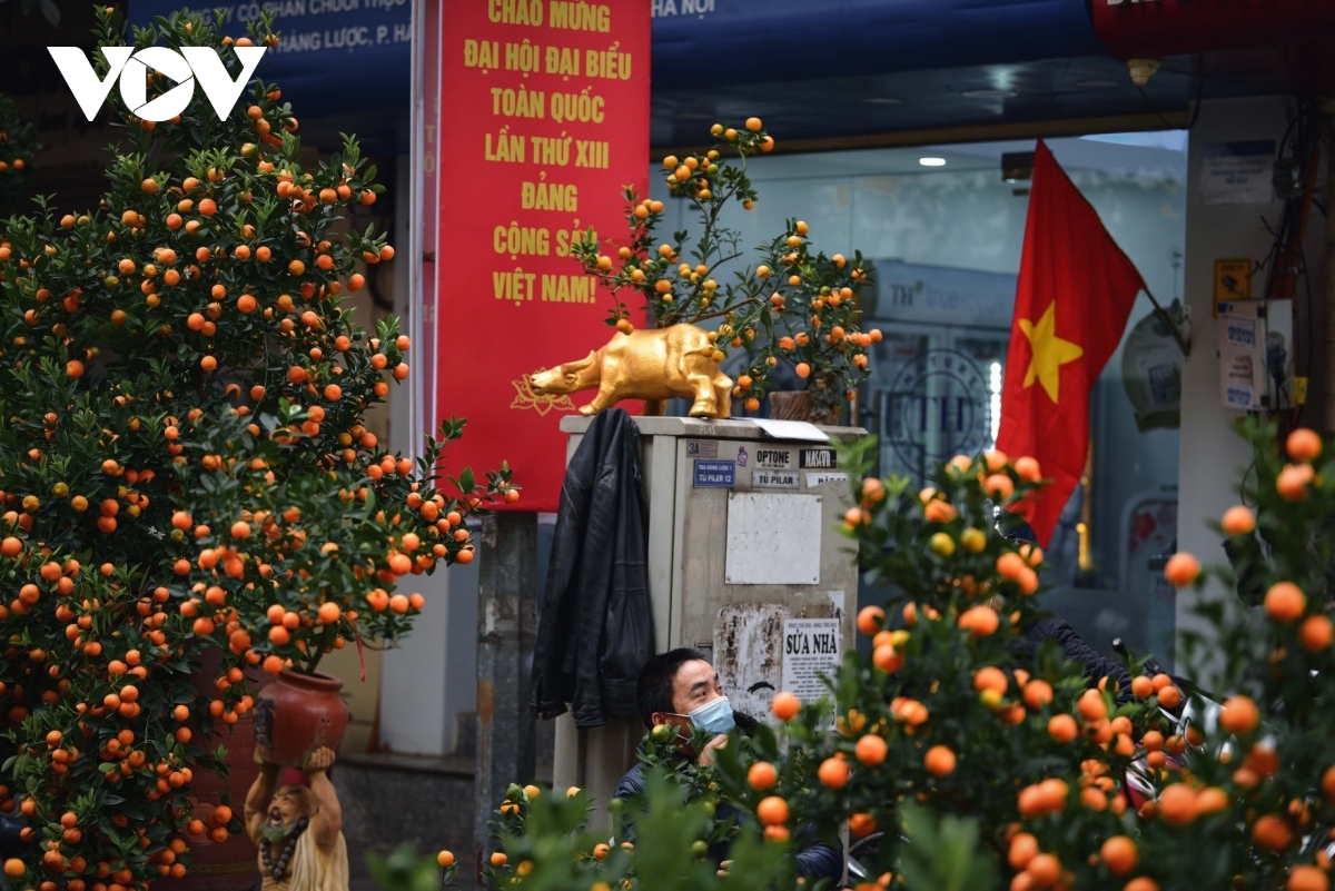 hanoi adorned with colourful peach flowers, kumquat trees ahead of tet picture 9