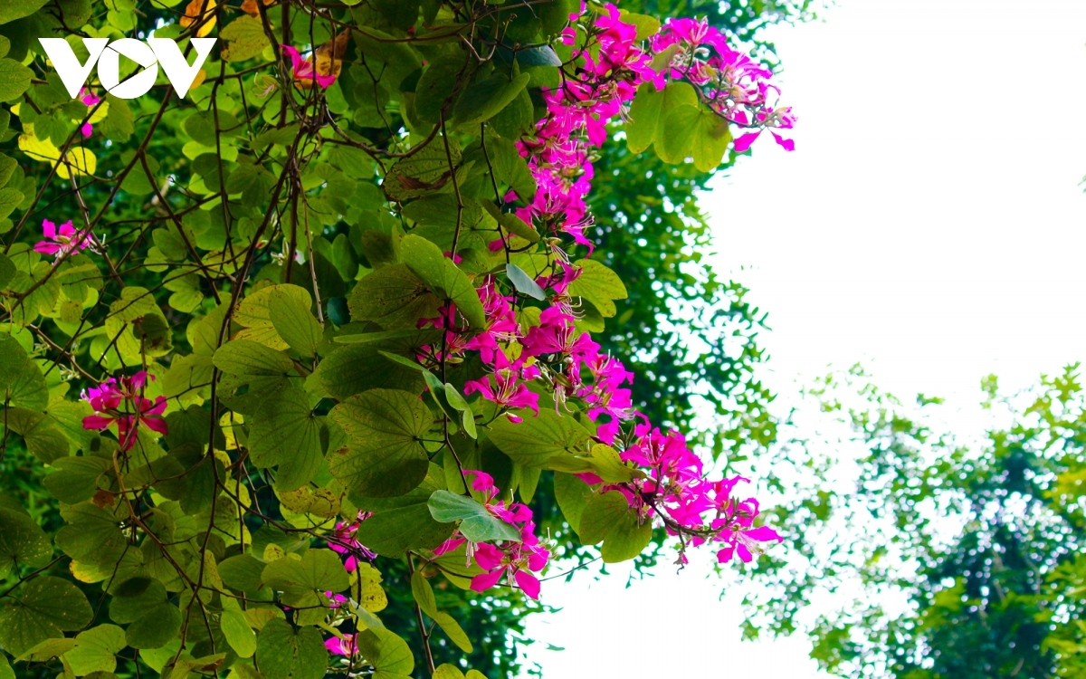 streets of hanoi welcome arrival of hoa ban blossoms picture 10