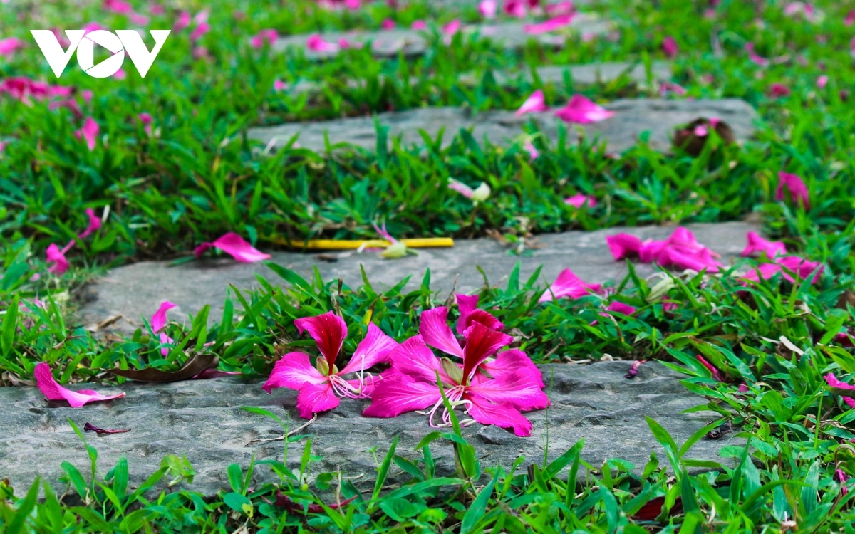 streets of hanoi welcome arrival of hoa ban blossoms picture 11