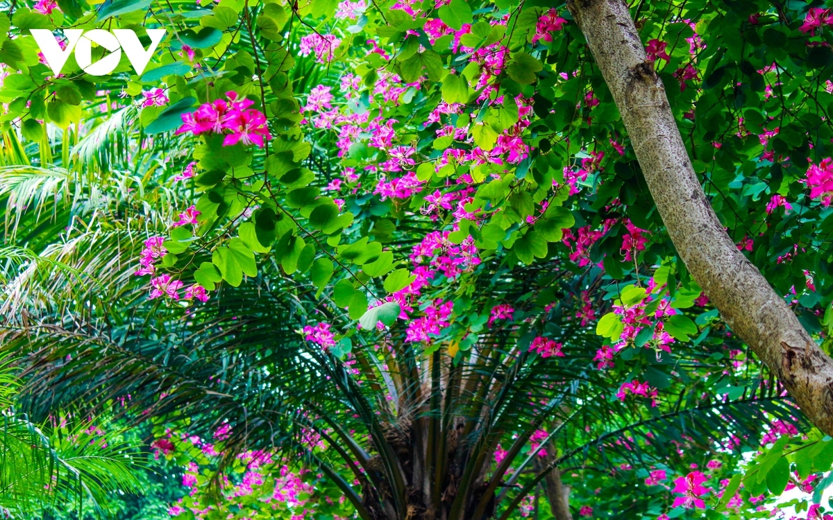 streets of hanoi welcome arrival of hoa ban blossoms picture 16