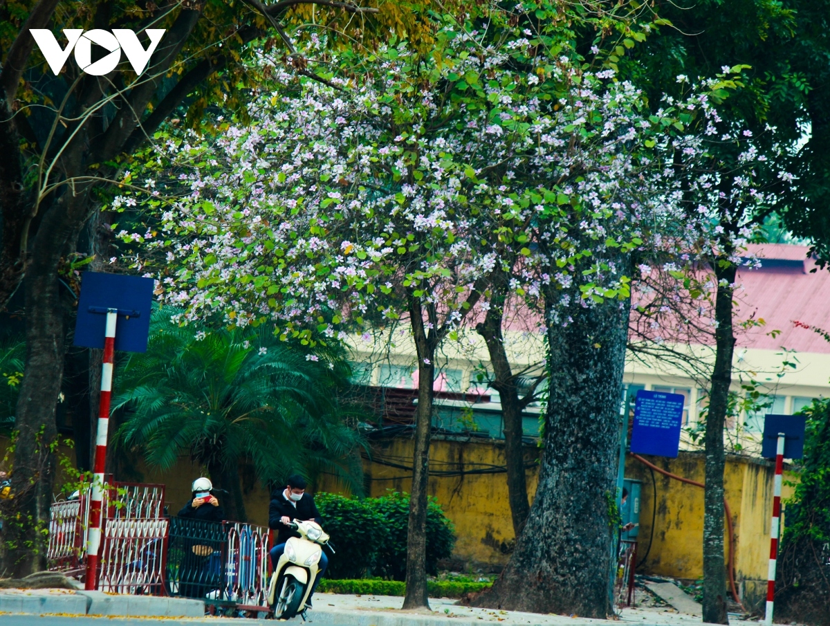 streets of hanoi welcome arrival of hoa ban blossoms picture 3