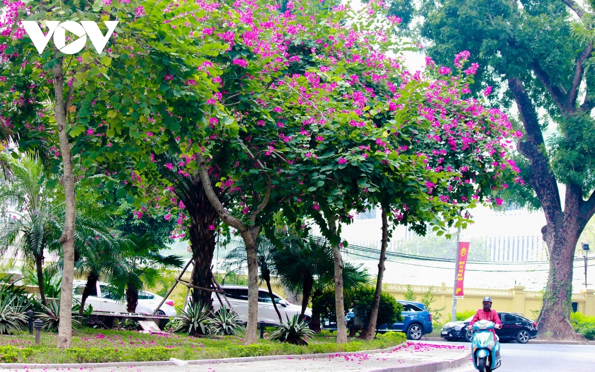 streets of hanoi welcome arrival of hoa ban blossoms picture 8