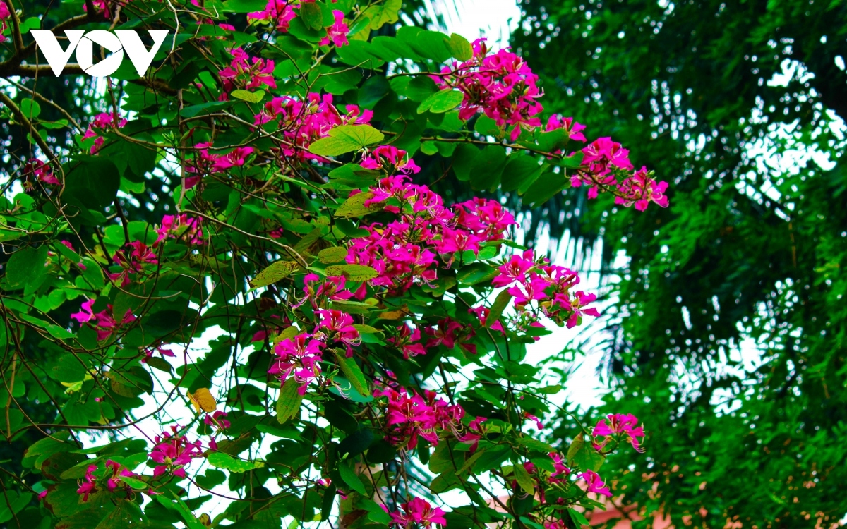 streets of hanoi welcome arrival of hoa ban blossoms picture 9