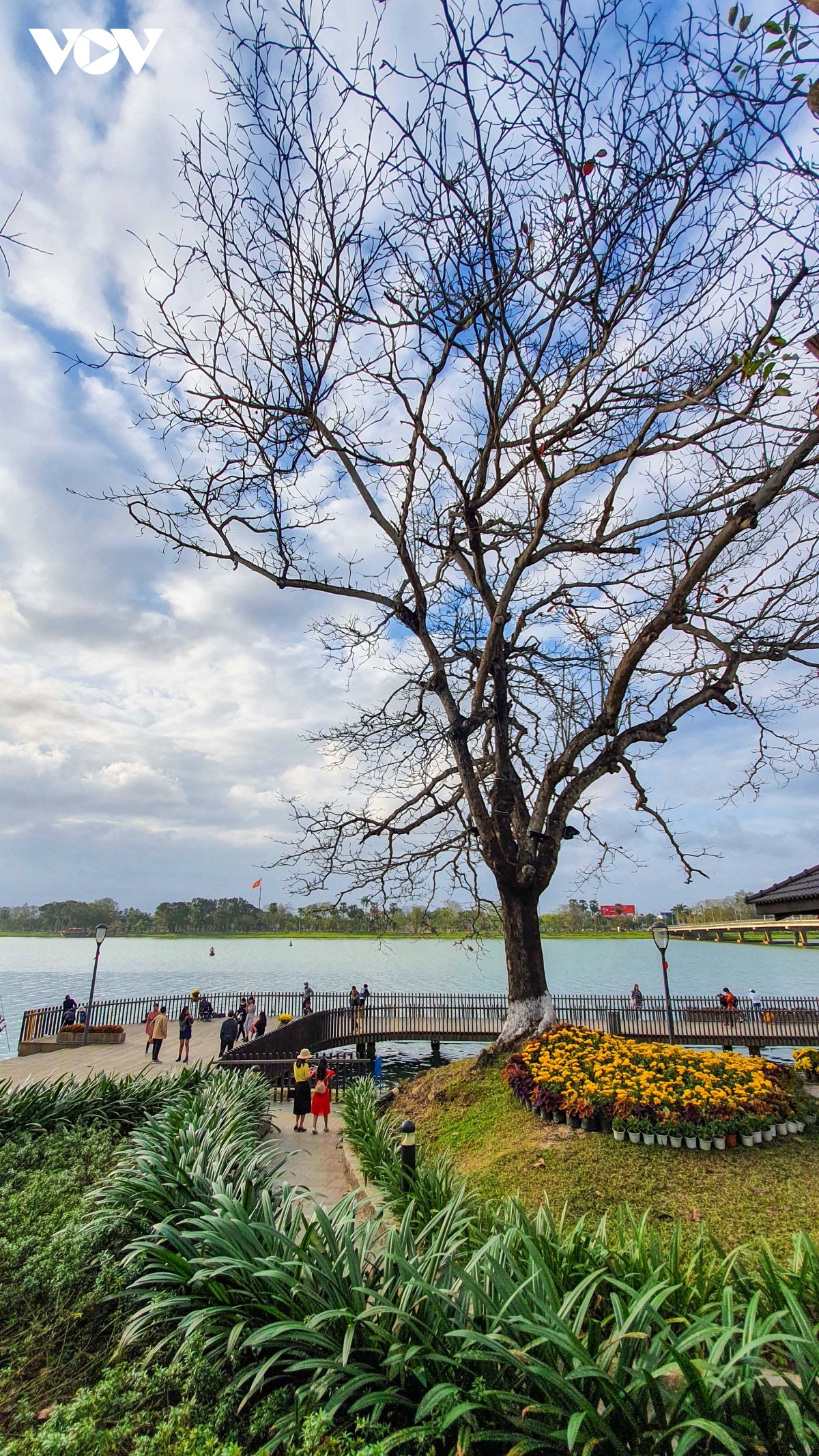 festive atmosphere of tet descends on ancient city of hue picture 3