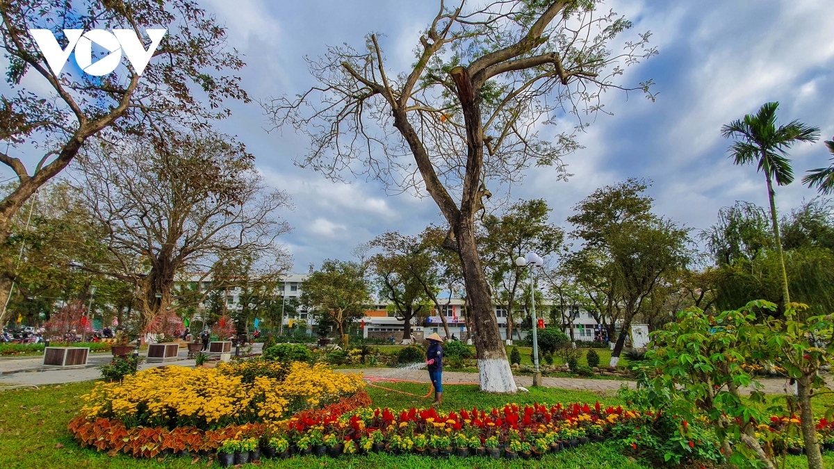 festive atmosphere of tet descends on ancient city of hue picture 4