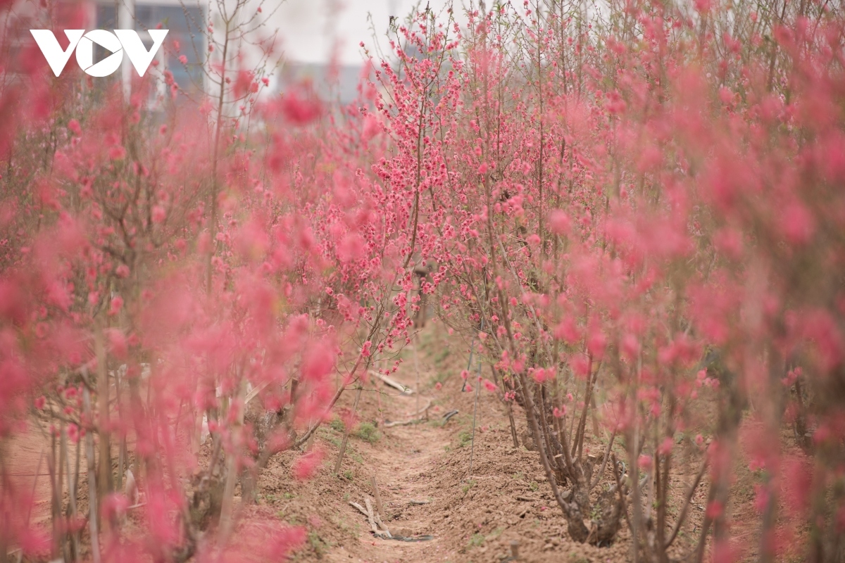 nhat tan peach blossoms in full bloom ahead of tet picture 1