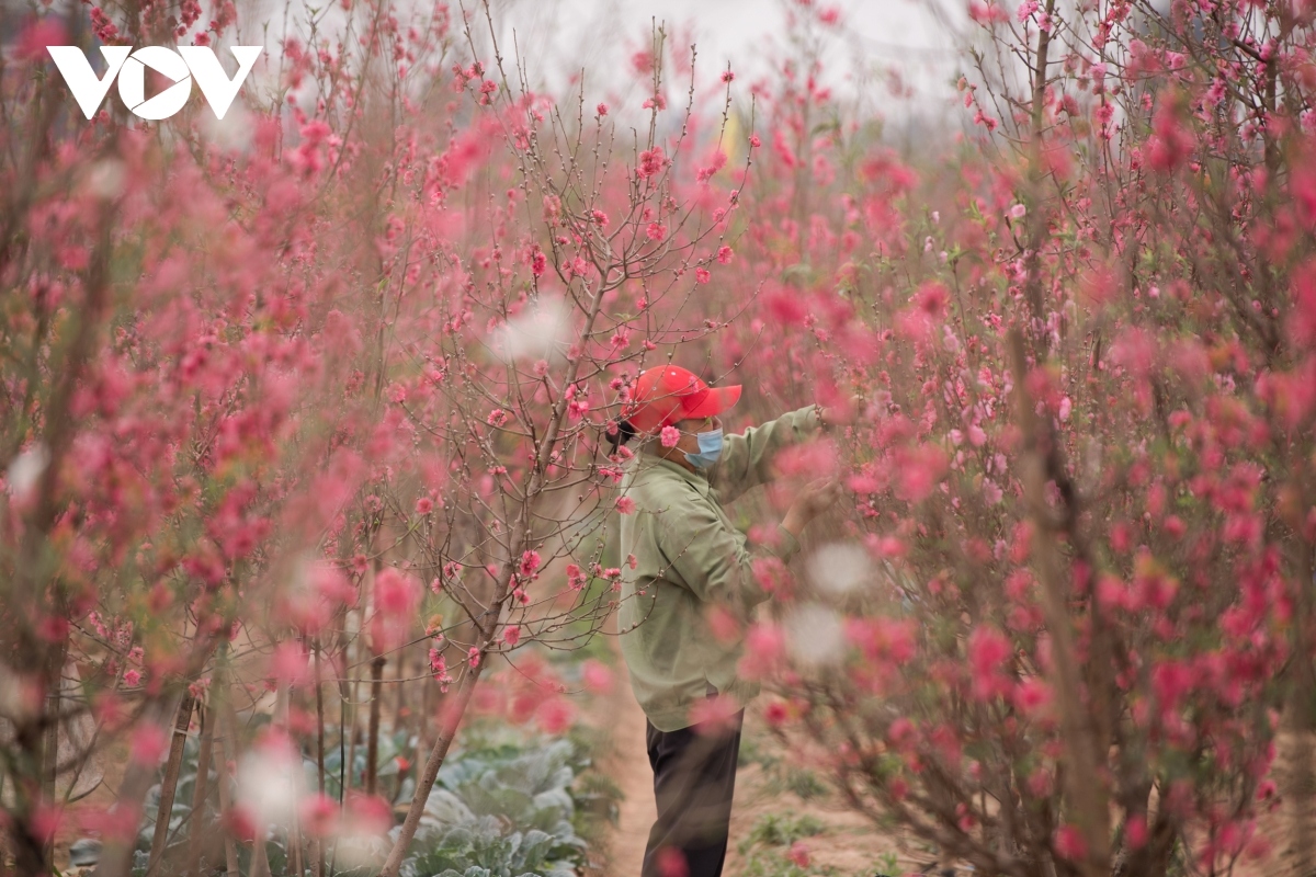 nhat tan peach blossoms in full bloom ahead of tet picture 10