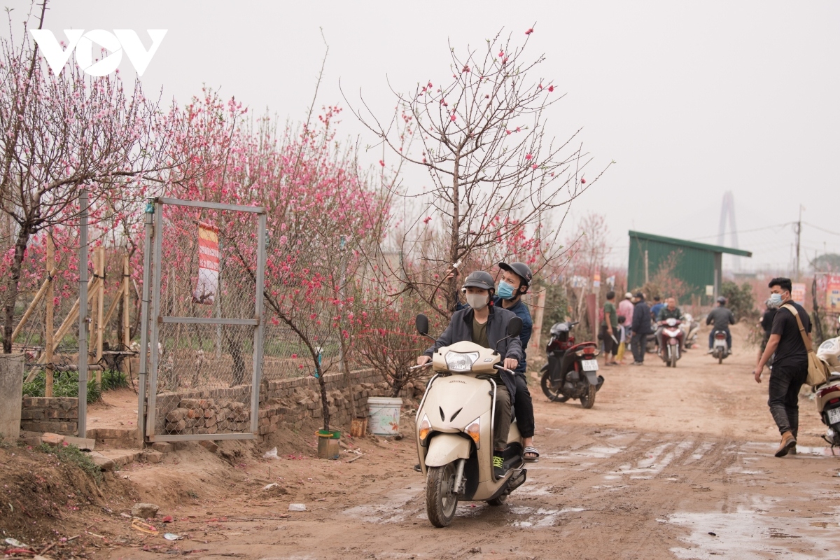 nhat tan peach blossoms in full bloom ahead of tet picture 12