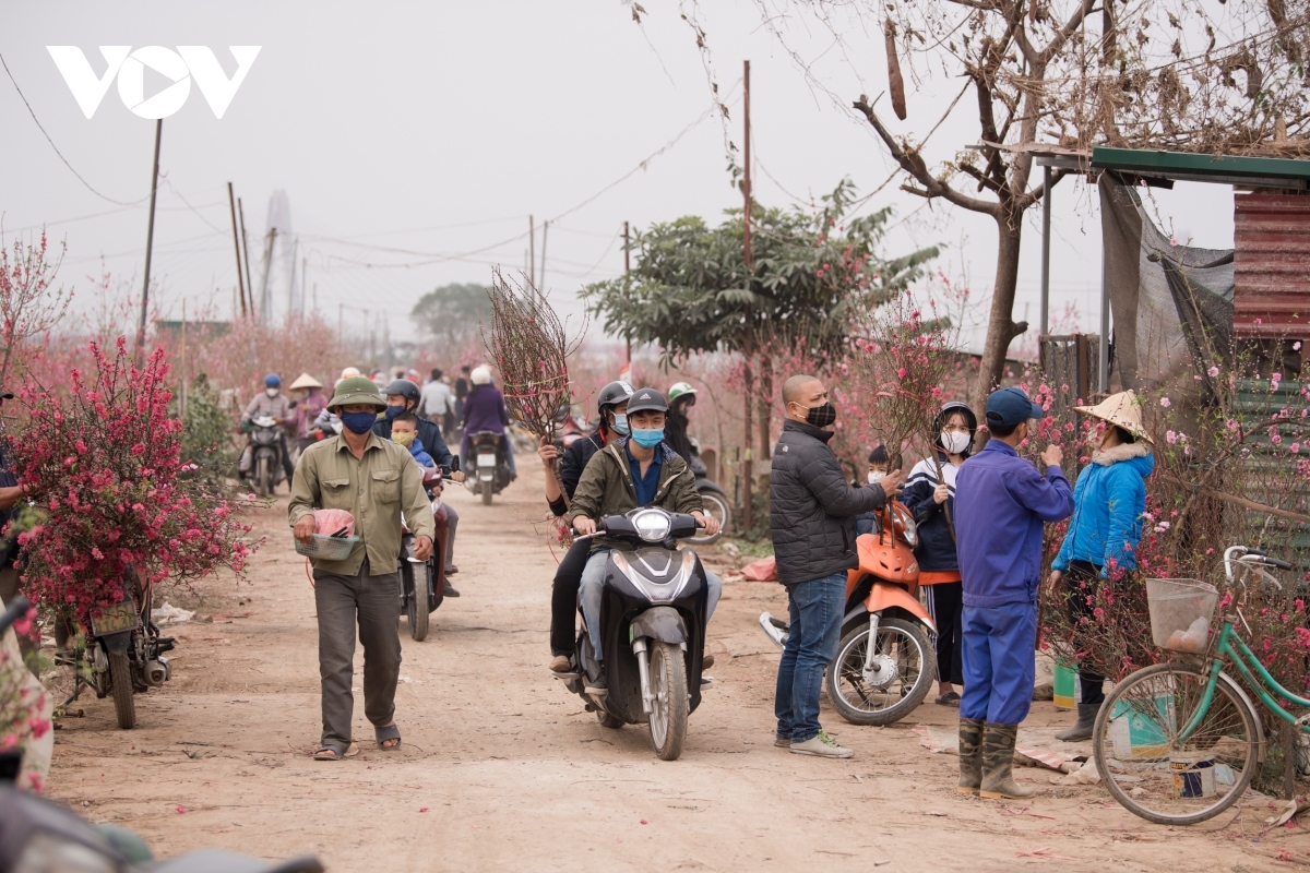 nhat tan peach blossoms in full bloom ahead of tet picture 13