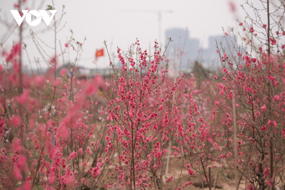 nhat tan peach blossoms in full bloom ahead of tet picture 2