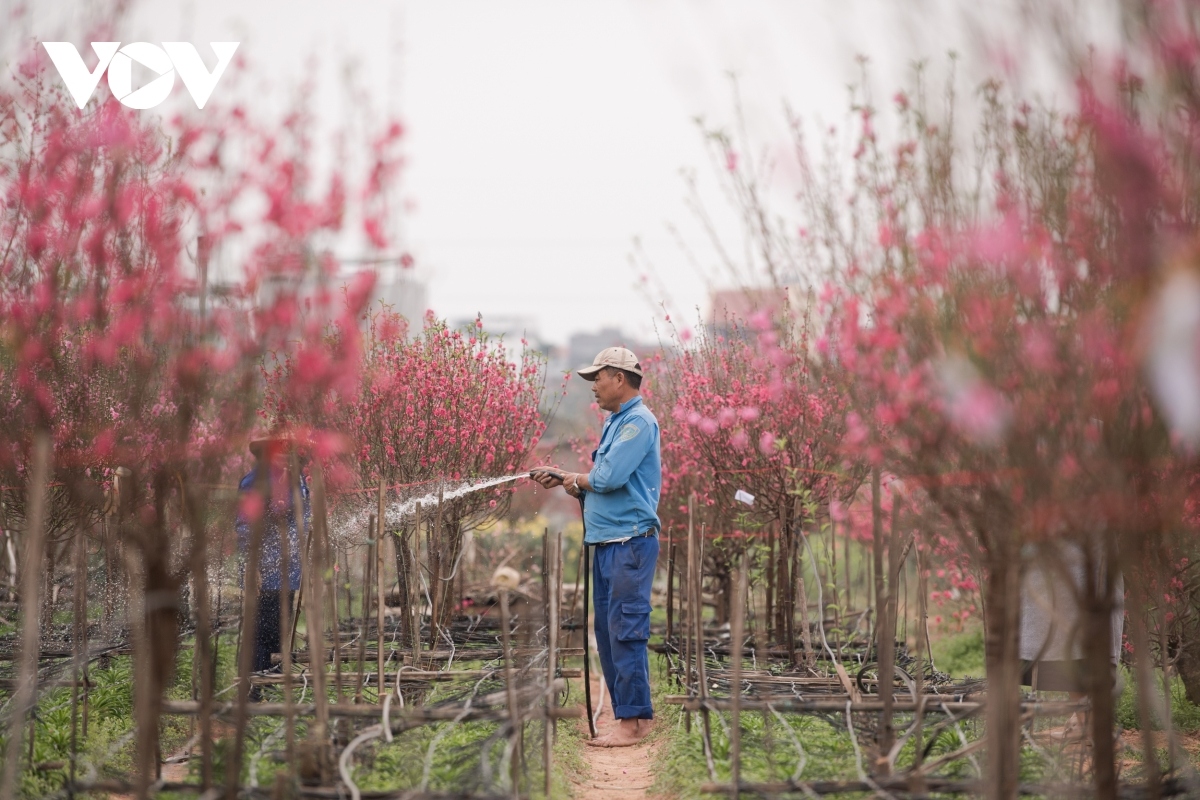 nhat tan peach blossoms in full bloom ahead of tet picture 3