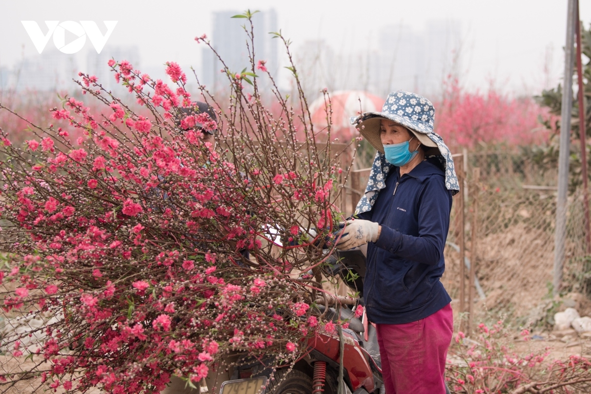 nhat tan peach blossoms in full bloom ahead of tet picture 4