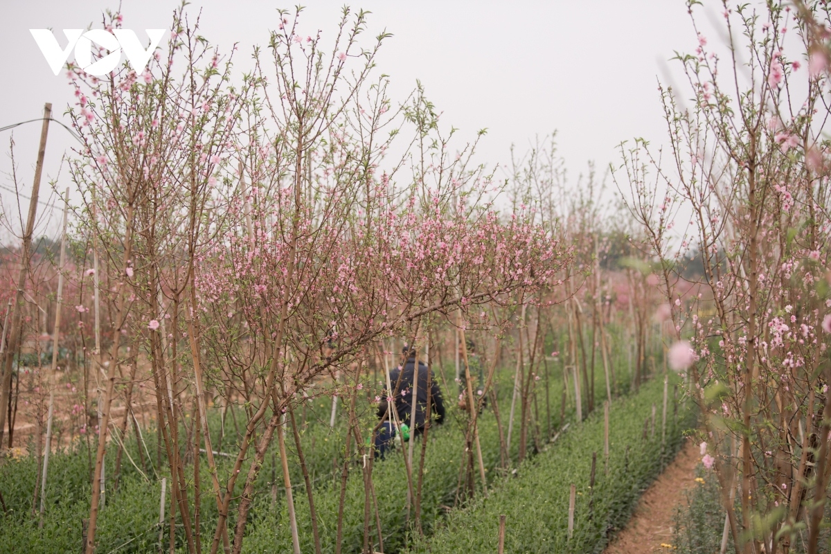 nhat tan peach blossoms in full bloom ahead of tet picture 6