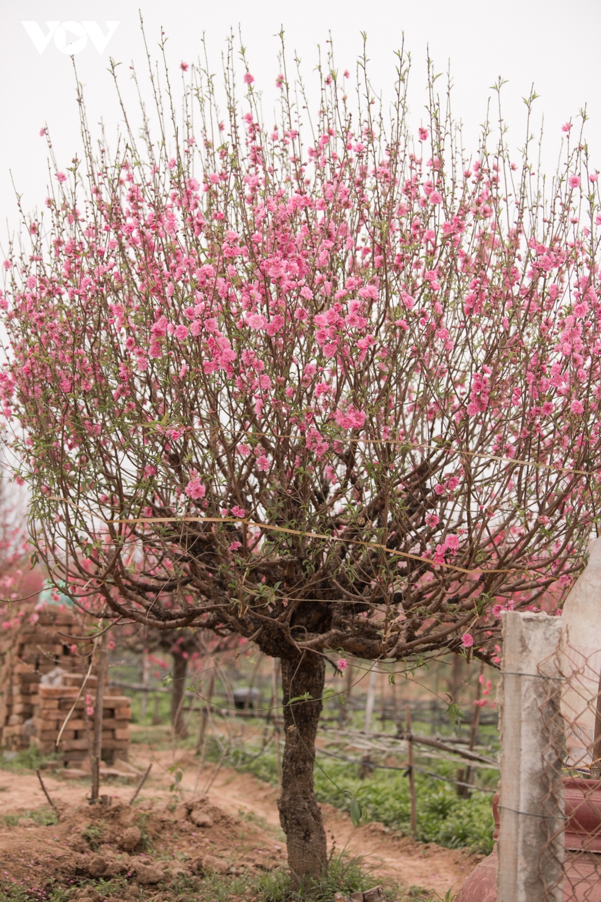 nhat tan peach blossoms in full bloom ahead of tet picture 8