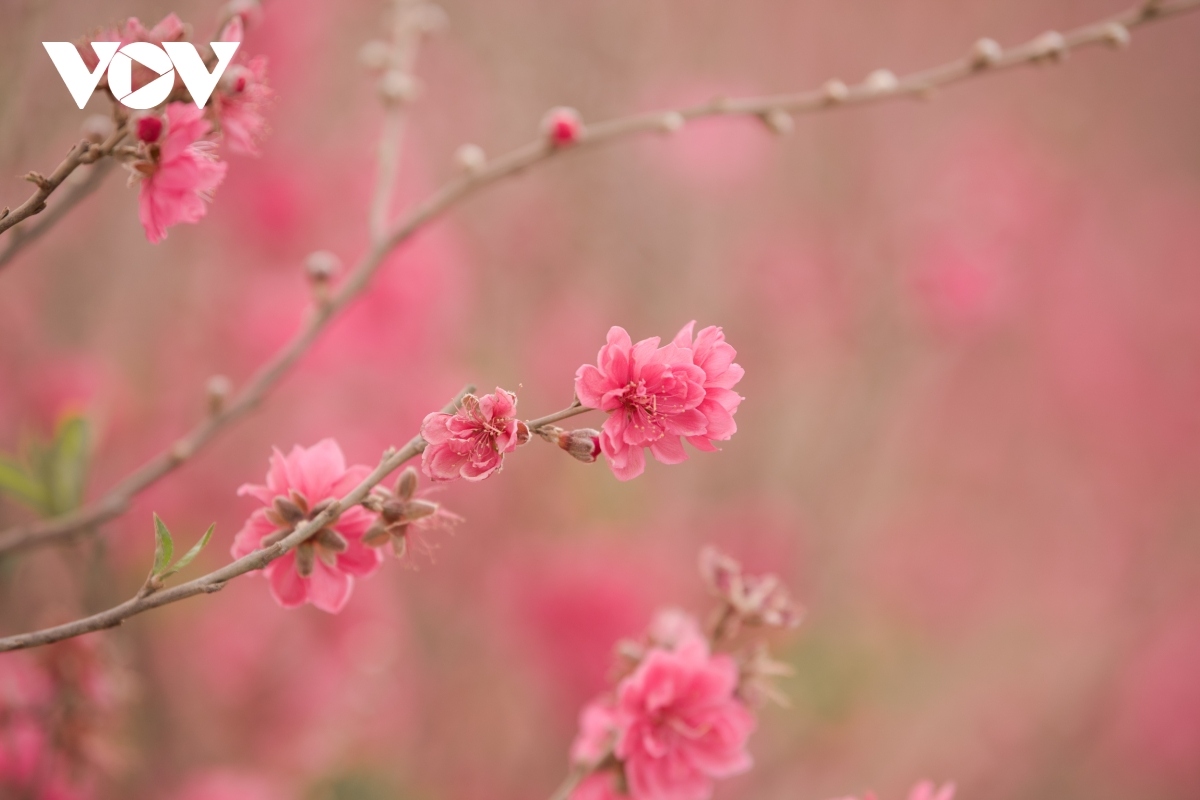 nhat tan peach blossoms in full bloom ahead of tet picture 9