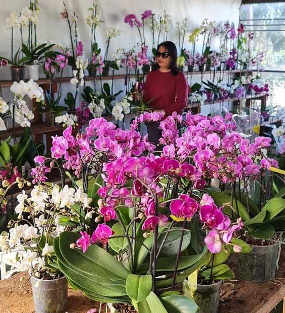 overseas vietnamese gear up to celebrate traditional tet abroad picture 6 overseas vietnamese gear up to celebrate traditional tet abroad picture 6