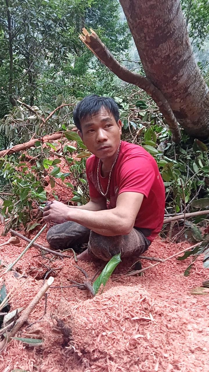 Một trong hai đối tượng đang đốn hạ cây rừng tại tiểu khu 670, 767 bị bắt quả tang đang đốn hạ cây rừng.