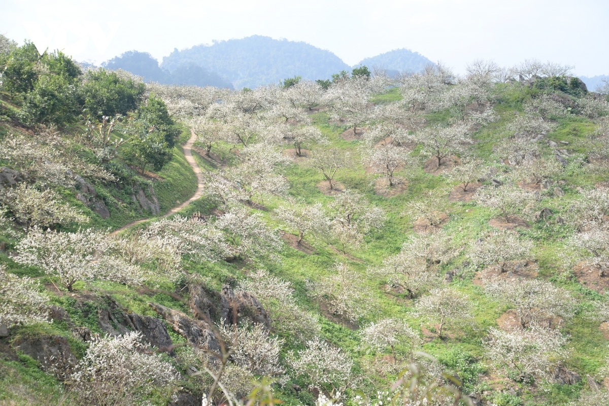 plum blossoms signal spring arrives on moc chau plateau picture 9