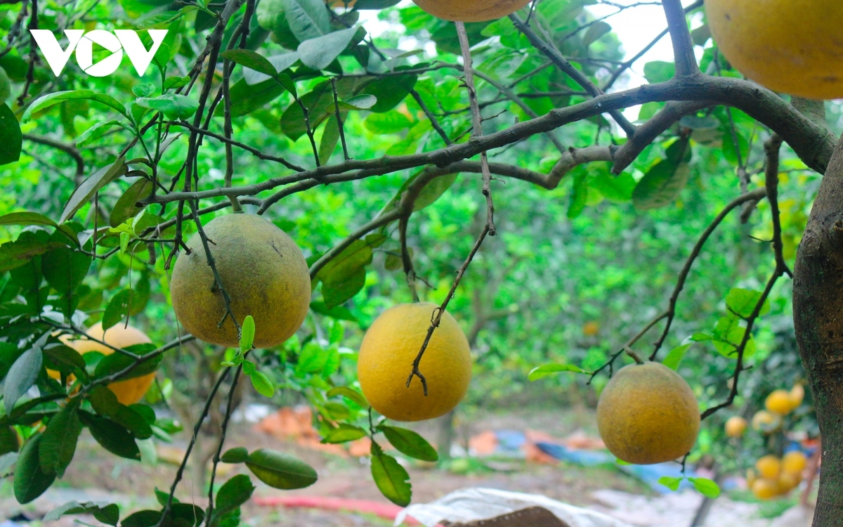 dien pomelo among most meaningful tet gifts picture 10