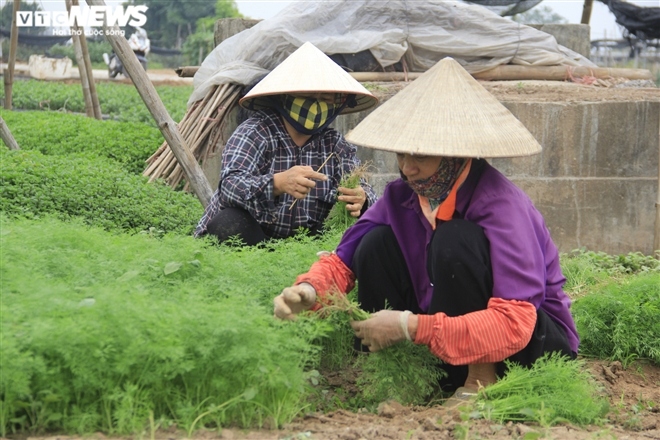 ha noi rau re nhu beo, nong dan bo day dong lam phan bon hinh anh 6