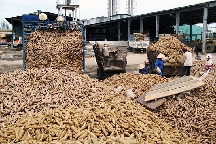 china increases imports of cassava chips and starch from vietnam picture 1