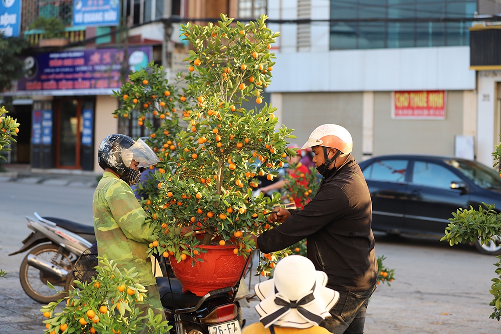 thi truong hoa, cay canh o son la van soi dong vao 30 tet, song tieu thuong phai ban lo hinh anh 3