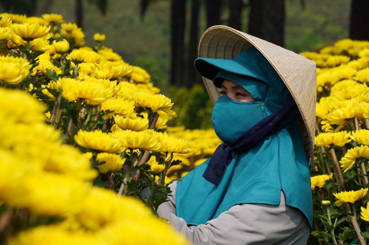 Người trồng hoa, bán hoa như “ngồi trên đống lửa” vì lo ế hàng dịp Tết