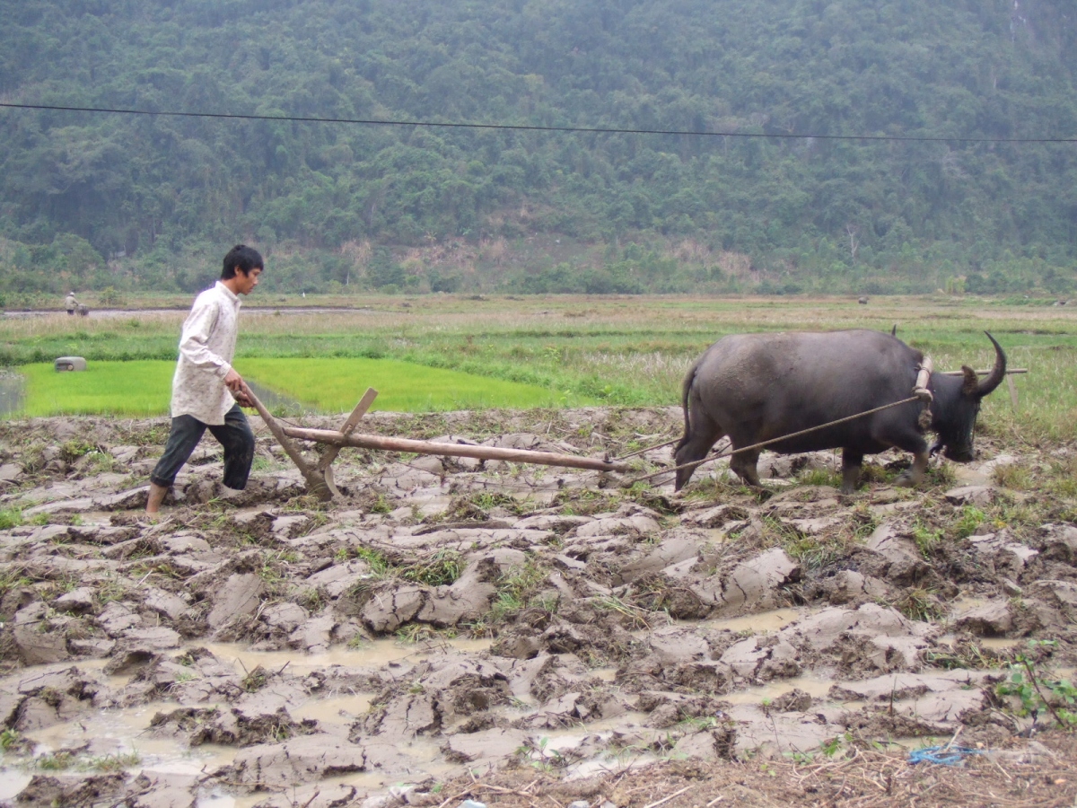 nam suu tan man doi dieu ve trau hinh anh 5