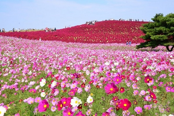10 địa điểm ngắm hoa nổi tiếng ở Nhật Bản nhất định phải ghé thăm ...