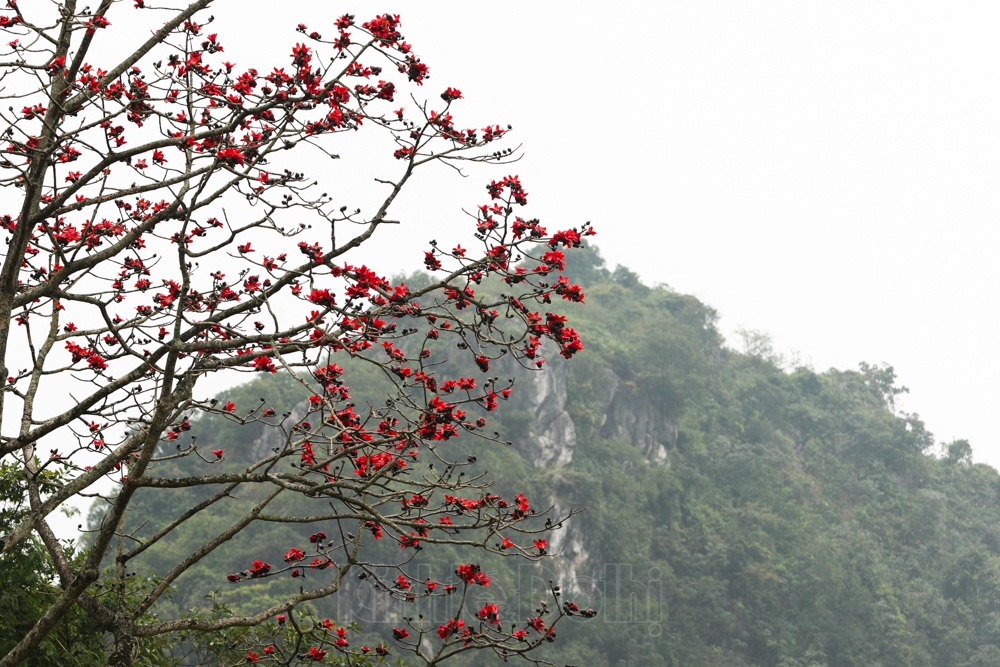 hoa gao co bung sac tai chua huong hinh anh 10