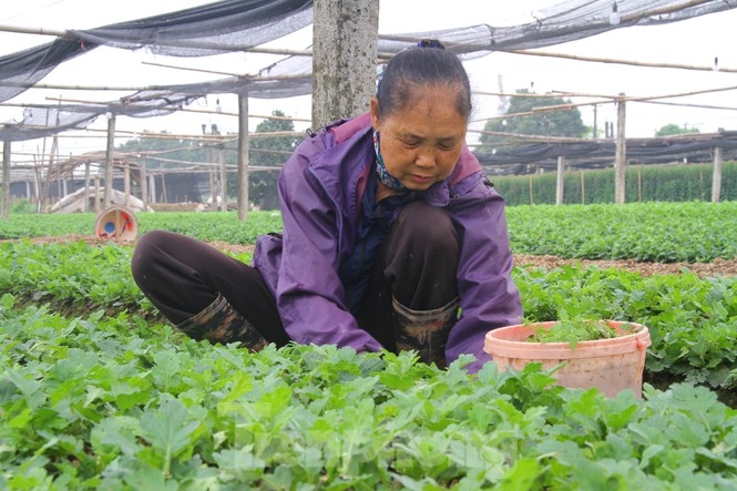 nguoi dan lang tay tuu phan khoi vi hoa khong con e am, gia tang tro lai hinh anh 13