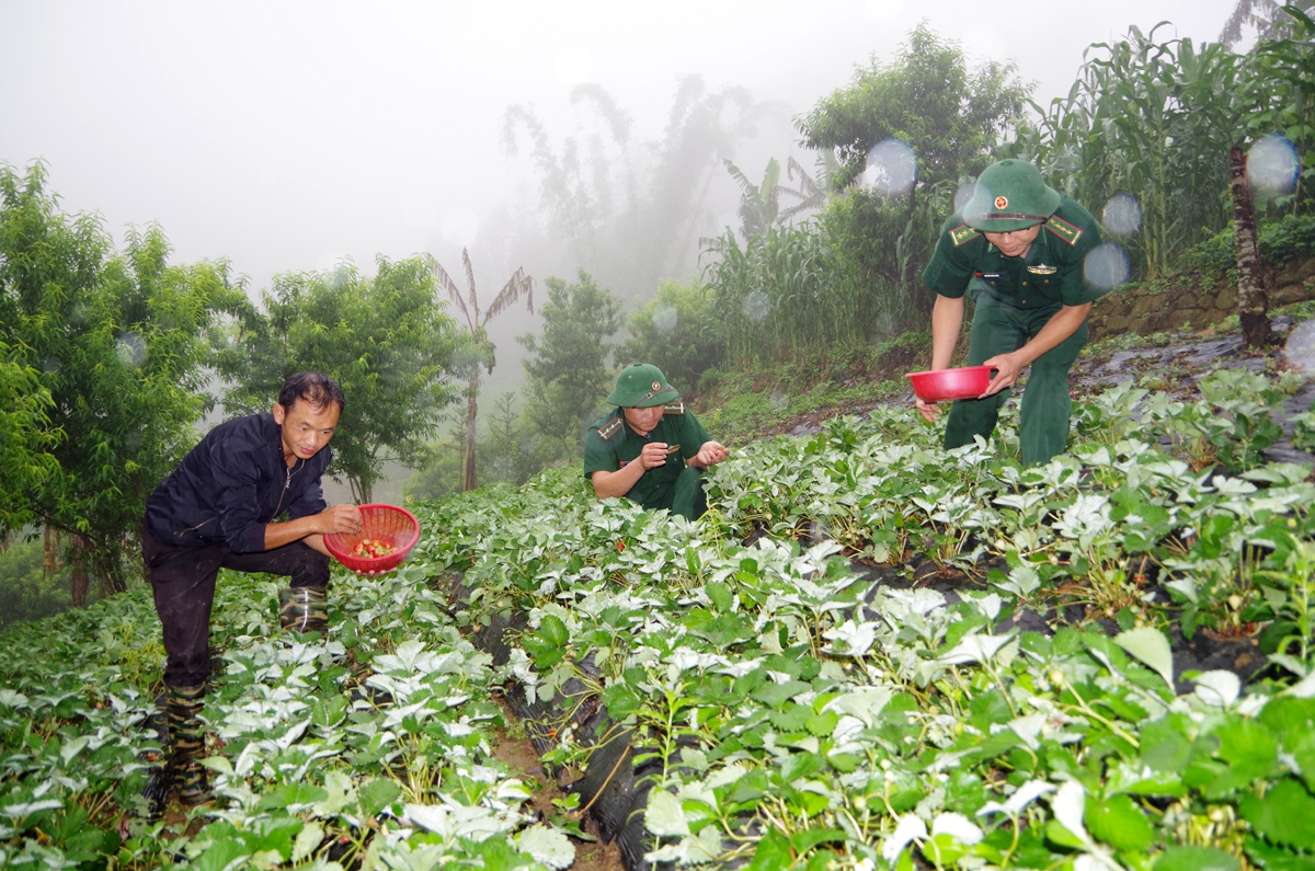 bo doi bien phong lai chau cung dan gieo nhung mua vang hinh anh 1