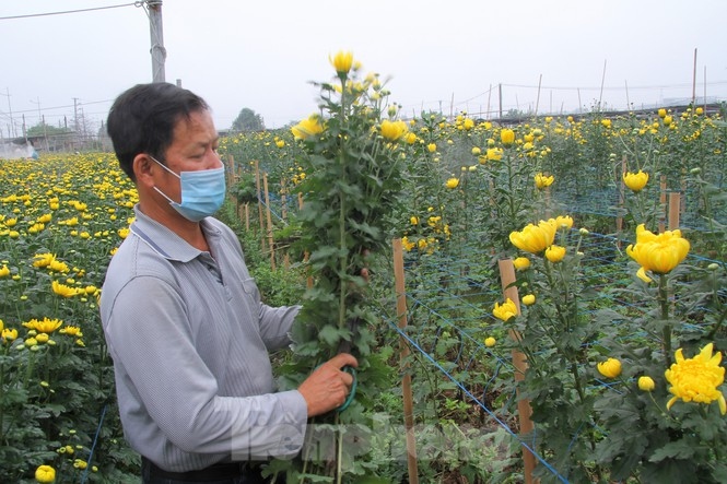 nguoi dan lang tay tuu phan khoi vi hoa khong con e am, gia tang tro lai hinh anh 2