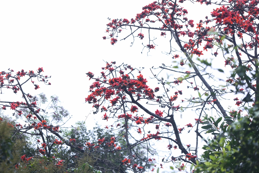 Tháng 3 về, bên cạnh những con đò xuôi dòng suối Yến, trở người dân đi lễ chùa, núi rừng Hương Sơn còn nên thơ nhờ những bông boa gạo bung nở đỏ rực tại các khe núi trên đường vào chùa Hương.