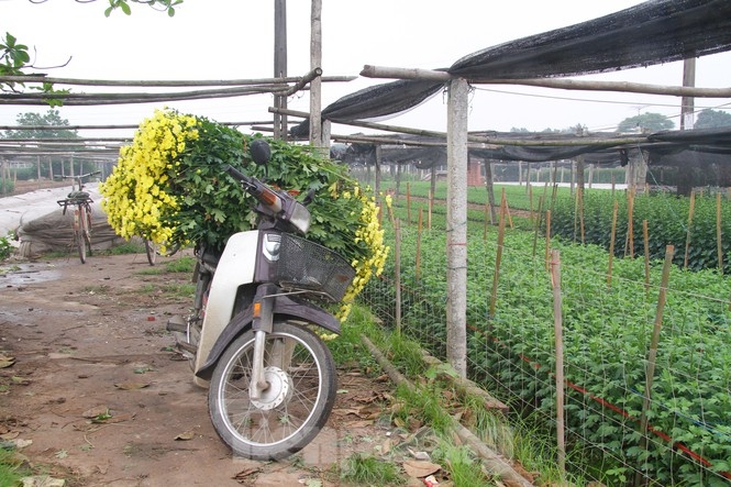 Theo ghi nhận, giá hoa hiện tại đã tăng 2,5 lần so với thời điểm Tết Nguyên Đán. Hiện tại, giá hoa cúc vàng là 160.000 – 180.000 đồng/bó, cúc trắng 150.000 đồng/bó, hoa mắt ngọc 150.000 đồng/bó, cúc tím 70.000 đồng/bó.