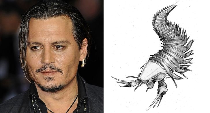 Johnny Depp's charm in Hollywood deciphered image 7