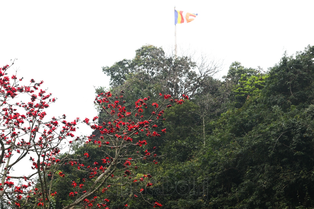 hoa gao co bung sac tai chua huong hinh anh 7