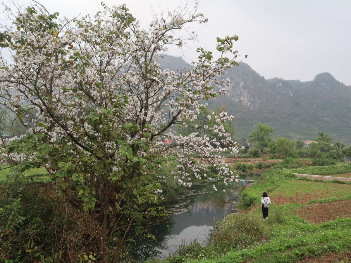 hoa ban moc chau, mua goi nuoc ve hinh anh 3